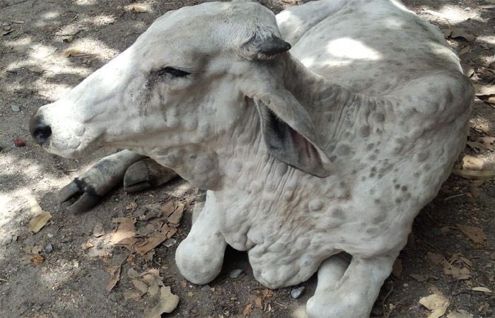 Gautam___27's tweet photo. "गाय हमारी माता है" is the slogan most of us have heard while growing up.
Today our Mother is in severe danger due to Lumpy Virus.
Who else will make efforts to protect them other than people who consider them as Mother? We demand quick Vaccine Delivery by Govt.

#SaveCows https://t.co/PgGQHUetal