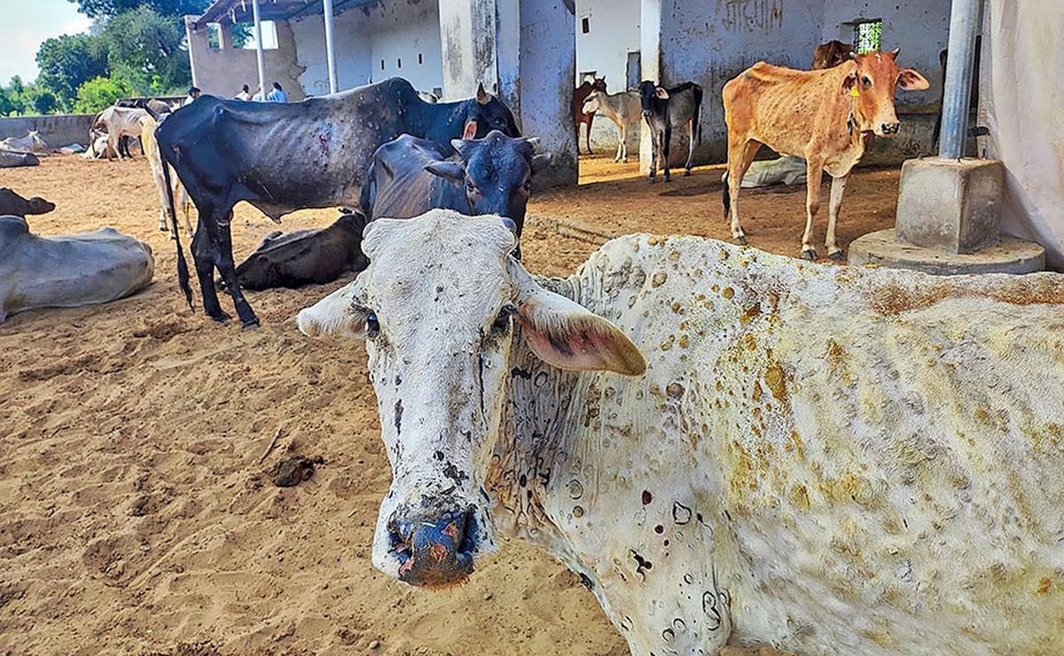 JainMaggii's tweet photo. The Cows are waiting in the hope that our government will save them from this deadly virus. 

Please #SaveCows https://t.co/noYHgcbhln