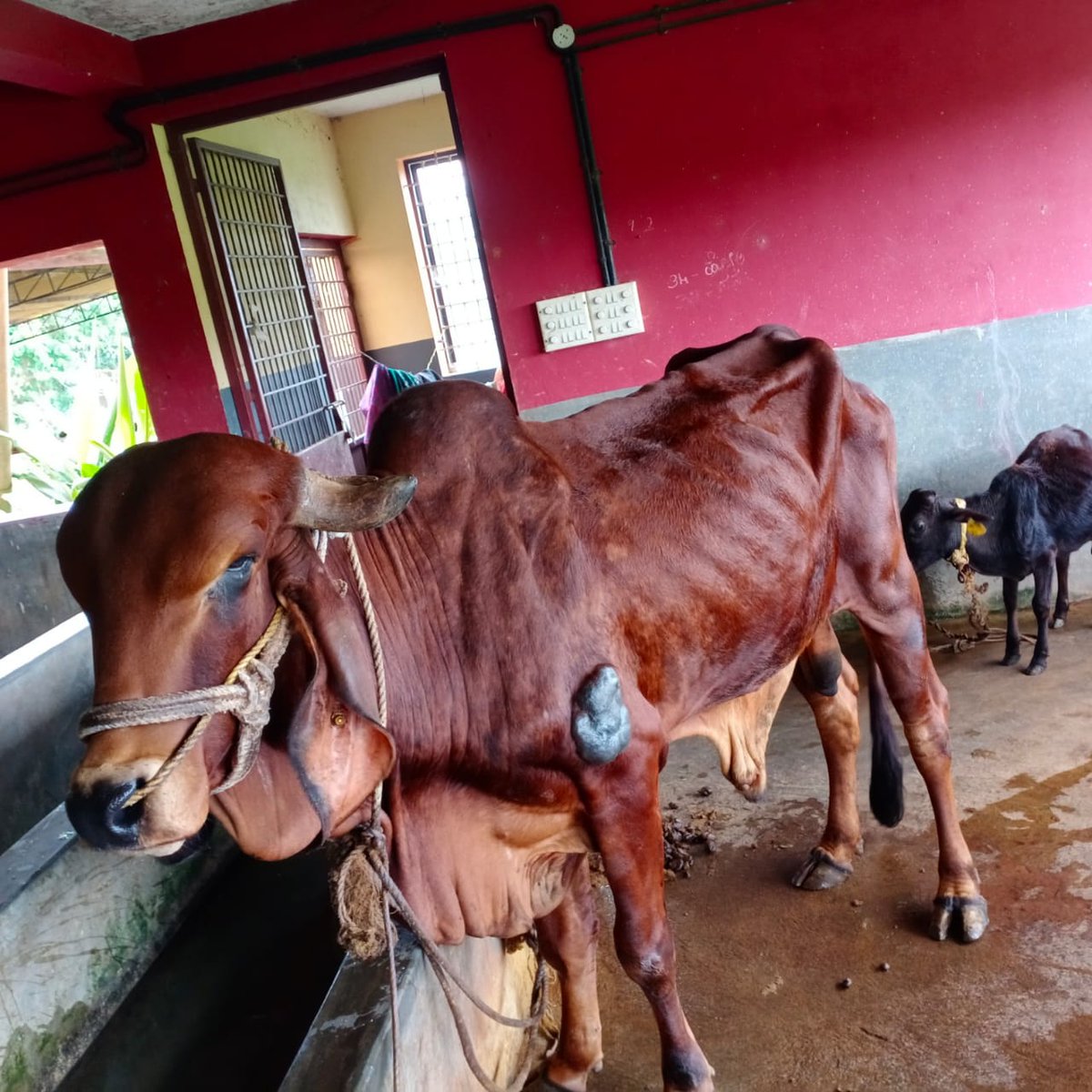 haribhaai's tweet photo. #SaveCows
ಈ ಕಲಿಯುಗದಲ್ಲೇ ಇಲ್ಲೇ ಈ ನಮ್ಮ *ತುಳುನಾಡಿನಲ್ಲೇ* ಇಂಥದ್ದೊಂದು ಅಧ್ಭುತ ಕಾಣಬಹುದು ಅದುವೇ " ಆರು ಕೊಂಬುಗಳಿರುವ ಹಾಗು ದೇಹದ ಮೇಲೆ ಗಣಪತಿಯ ಮೂರ್ತಿಯಾಕಾರದ ರಚನೆಯಿರುವ "ಕಾಪೀಸಃನಂದಿ" ಪ್ರಕೃತಿಯ ಈ ಕೌತುಕದ ದರ್ಶನ ಪಡೆದು ಪುನೀತರಾಗಲು " *ಗೋವನಿತಾಶ್ರಯ ಟ್ರಸ್ಟ್  ಪಜೀರ್ , ಬೀಜಗುರಿ ಮಂಗಳೂರು ಗೋಶಾಲೆಗೆ* " ಭೇಟಿ ಕೊಡಿ ... https://t.co/lUOAJ5bK2C