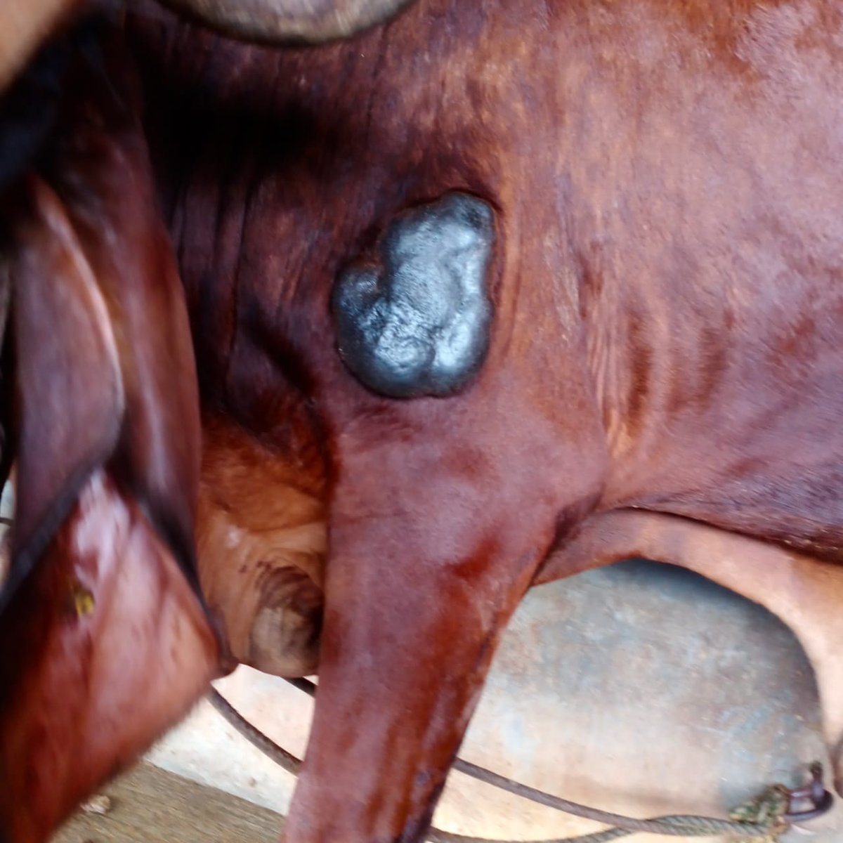 haribhaai's tweet photo. #SaveCows
ಈ ಕಲಿಯುಗದಲ್ಲೇ ಇಲ್ಲೇ ಈ ನಮ್ಮ *ತುಳುನಾಡಿನಲ್ಲೇ* ಇಂಥದ್ದೊಂದು ಅಧ್ಭುತ ಕಾಣಬಹುದು ಅದುವೇ " ಆರು ಕೊಂಬುಗಳಿರುವ ಹಾಗು ದೇಹದ ಮೇಲೆ ಗಣಪತಿಯ ಮೂರ್ತಿಯಾಕಾರದ ರಚನೆಯಿರುವ "ಕಾಪೀಸಃನಂದಿ" ಪ್ರಕೃತಿಯ ಈ ಕೌತುಕದ ದರ್ಶನ ಪಡೆದು ಪುನೀತರಾಗಲು " *ಗೋವನಿತಾಶ್ರಯ ಟ್ರಸ್ಟ್  ಪಜೀರ್ , ಬೀಜಗುರಿ ಮಂಗಳೂರು ಗೋಶಾಲೆಗೆ* " ಭೇಟಿ ಕೊಡಿ ... https://t.co/lUOAJ5bK2C