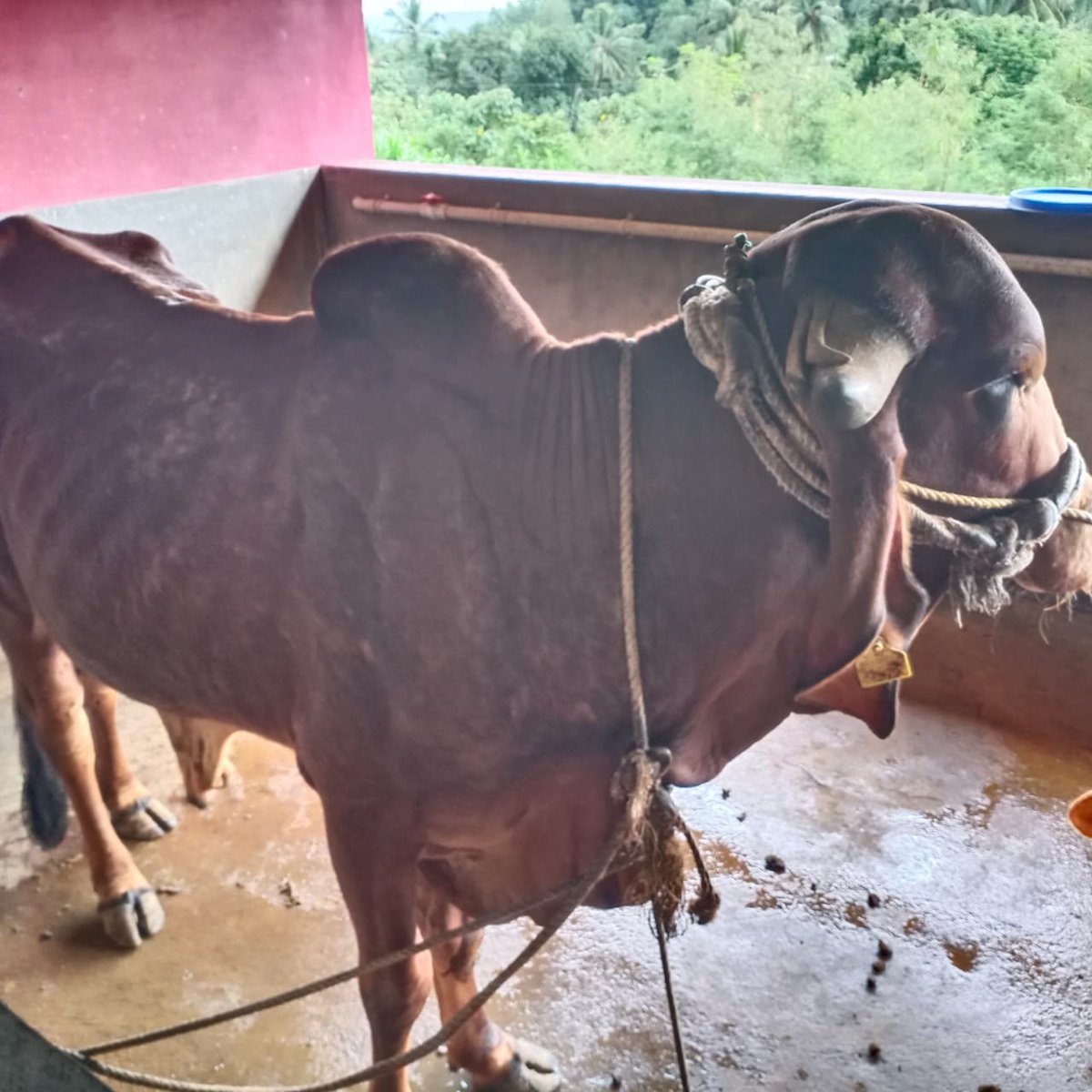 haribhaai's tweet photo. #SaveCows
ಈ ಕಲಿಯುಗದಲ್ಲೇ ಇಲ್ಲೇ ಈ ನಮ್ಮ *ತುಳುನಾಡಿನಲ್ಲೇ* ಇಂಥದ್ದೊಂದು ಅಧ್ಭುತ ಕಾಣಬಹುದು ಅದುವೇ " ಆರು ಕೊಂಬುಗಳಿರುವ ಹಾಗು ದೇಹದ ಮೇಲೆ ಗಣಪತಿಯ ಮೂರ್ತಿಯಾಕಾರದ ರಚನೆಯಿರುವ "ಕಾಪೀಸಃನಂದಿ" ಪ್ರಕೃತಿಯ ಈ ಕೌತುಕದ ದರ್ಶನ ಪಡೆದು ಪುನೀತರಾಗಲು " *ಗೋವನಿತಾಶ್ರಯ ಟ್ರಸ್ಟ್  ಪಜೀರ್ , ಬೀಜಗುರಿ ಮಂಗಳೂರು ಗೋಶಾಲೆಗೆ* " ಭೇಟಿ ಕೊಡಿ ... https://t.co/lUOAJ5bK2C