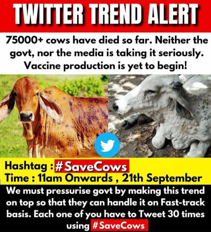 amar_ingle_'s tweet photo. #SaveCows #savecowsaveearth https://t.co/VrADh2k07Q
