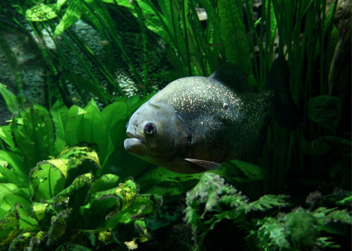 postlo's tweet image. Piranhas are well known for their razor zig-zag sharp teeth and have quite a reputation for having voracious appetites. However, depending on the species, most adult piranhas - eat fruit, seeds, and fish.
#piranhas  #delmirogouveia  #matagrande #apor #montividiugoias #ca #PostLo