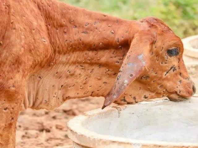 jainismjewells's tweet photo. If this doesnt break your heart what will ?
It's our duty to speak and raise voice for the ones who are not able to speak.
Till now 85000 cattle have died and more than 2 lakh are infected.
It's high time Gov should work on cure of lampi virus and save our Gau Mata.
#SaveCows https://t.co/I8MReGsLtr