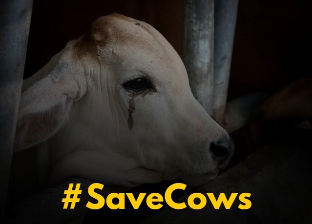 BhaiiSamrat's tweet photo. If Gau Mata Could Speak,
Nation Would Weep💔 #SaveCows https://t.co/QiDw998iCV