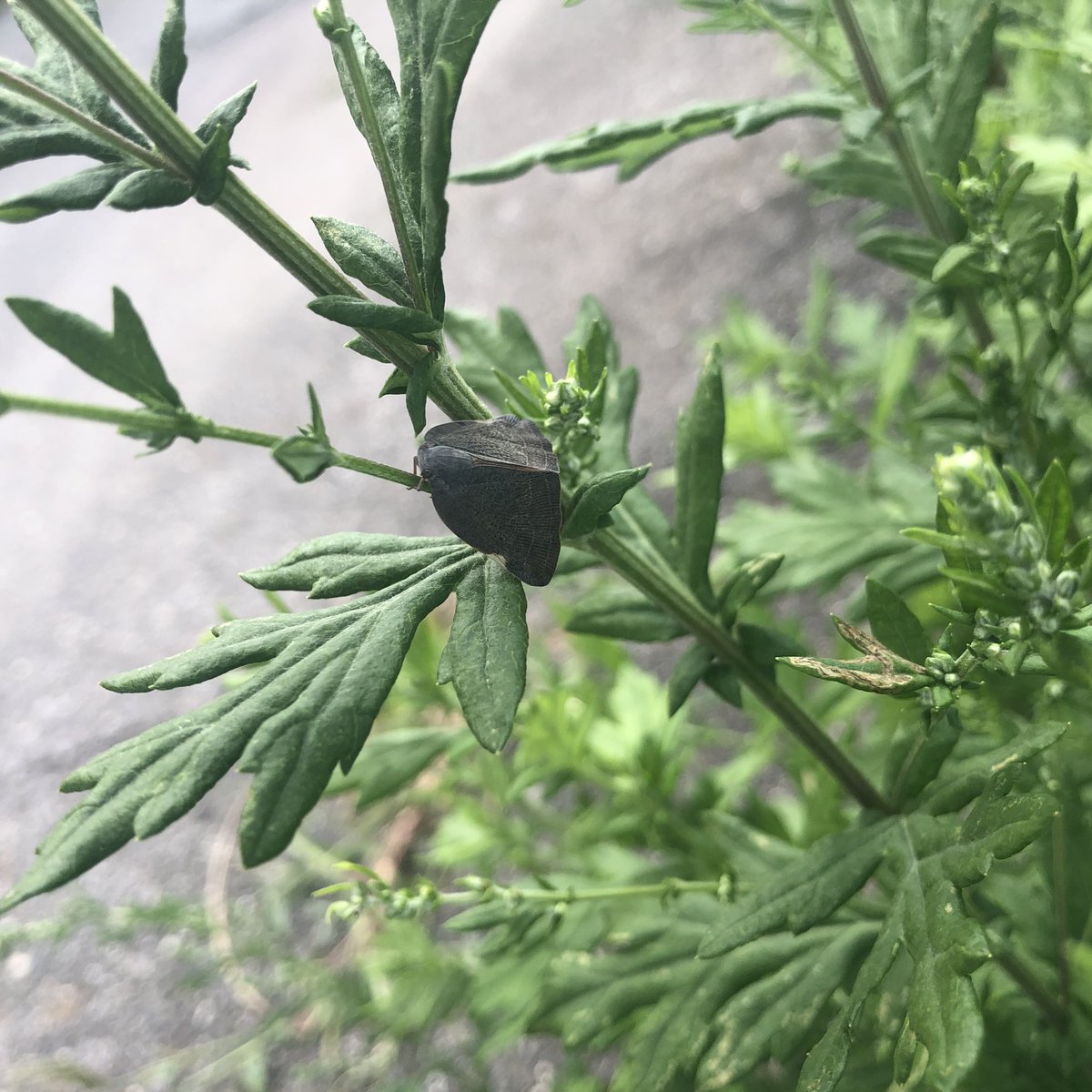 #リャン散歩虫 また1つ賢くなった! 