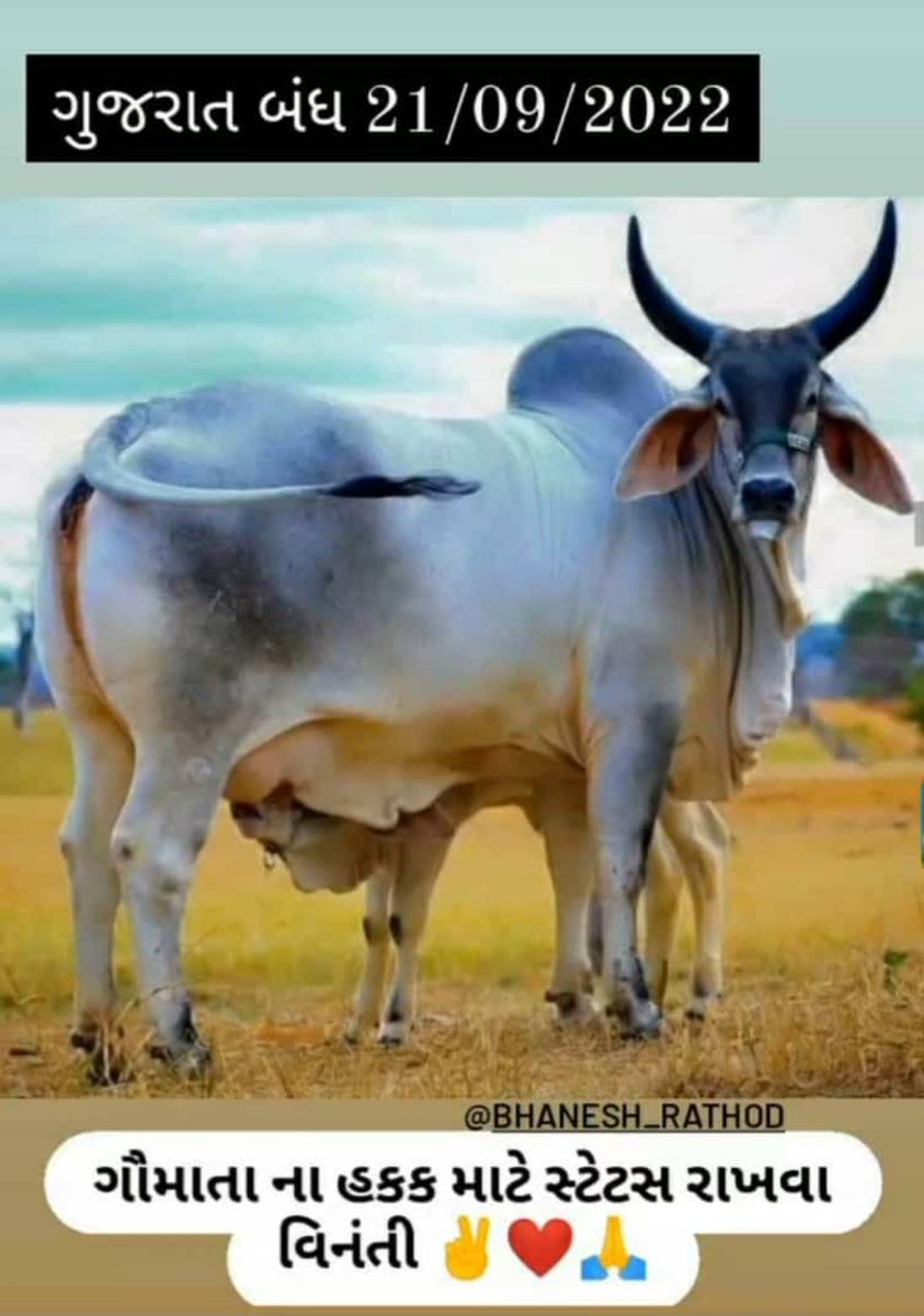 DCBANNA55's tweet photo. There is a lot of politics in the name of cow, but the picture of how serious it is in reality is in front of everyone. #lumpy_virus
@CMOGuj
@MinistryOfAg
@PMOIndia
@DDNewsGujarati
@BBCWorld
@UN
#lampivirus #lampi #lampivirus https://t.co/I5jv8q8O4K