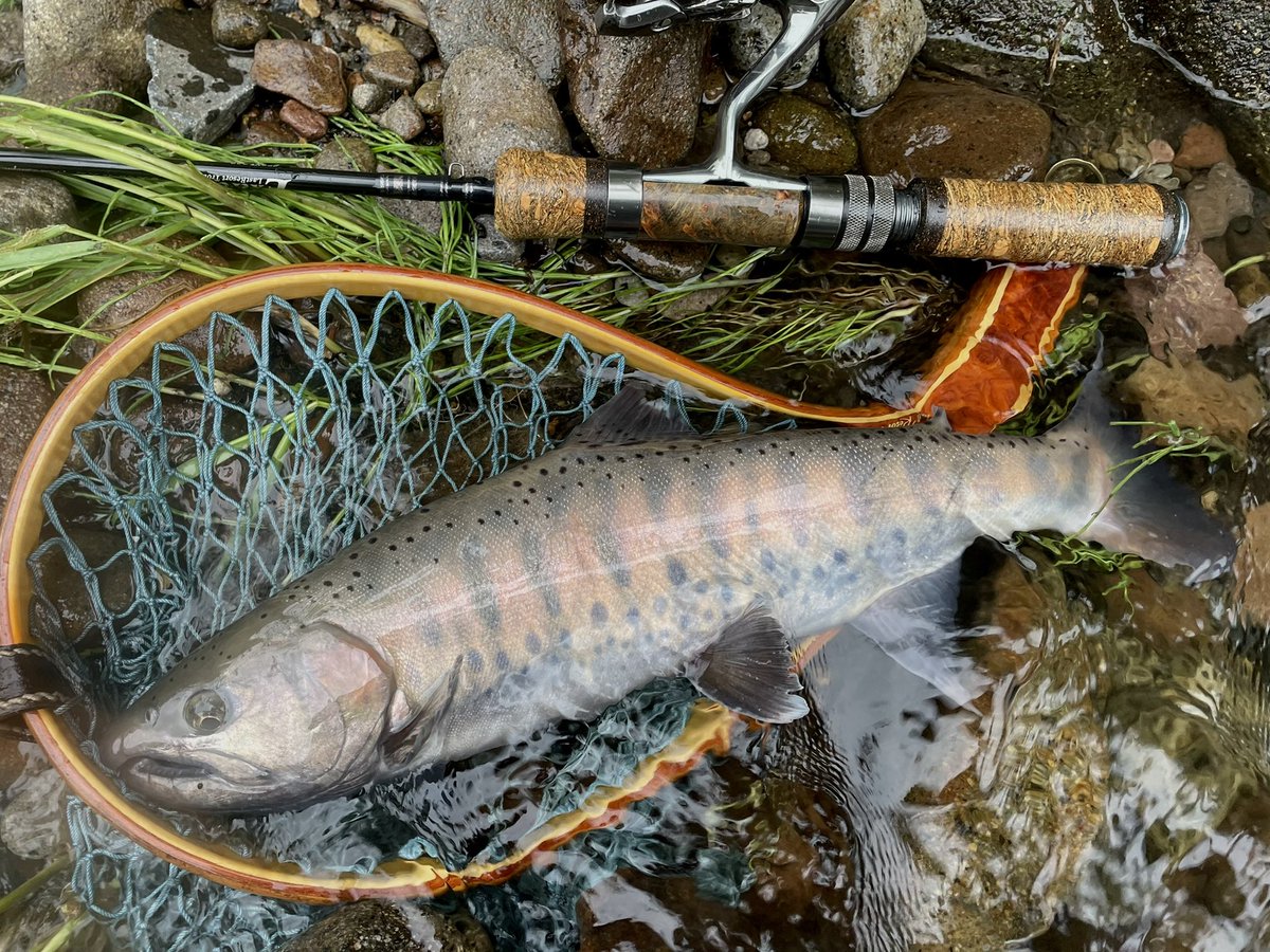 klxfishing's tweet photo. 連休だったので遠征してきました。めちゃくちゃ嬉しいヤマメ34cm😂ありがとうございました！

#exts52xl #山女魚ネット https://t.co/DbaDwGWl7x