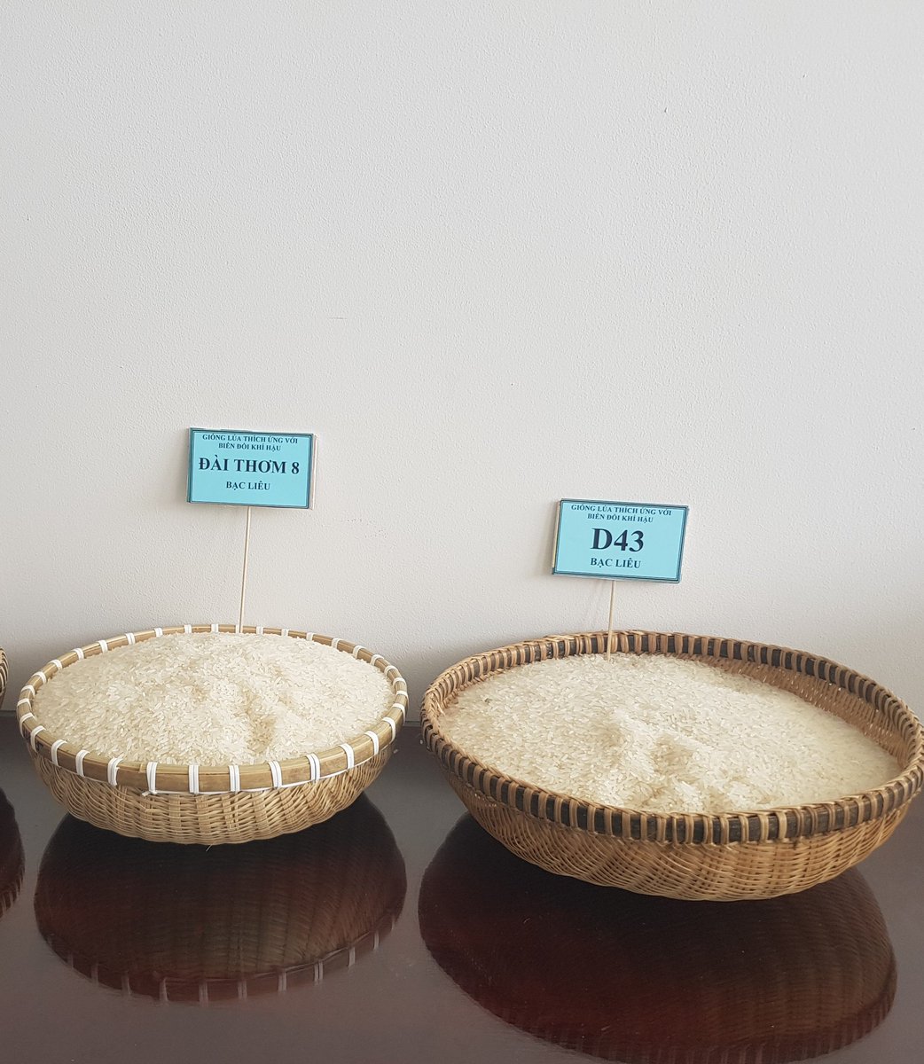 NzukiRowze's tweet photo. Research &amp; development has steered @VINASEED, a #DFCD funded client in Vietnam  to market leader in the seed industry. The company takes #partnerships with local farmers seriously who are happy to be associated with some of the leading varieties #V43 #V42
@alexdowns @SNV_AGRI https://t.co/N8Ez74R7tJ