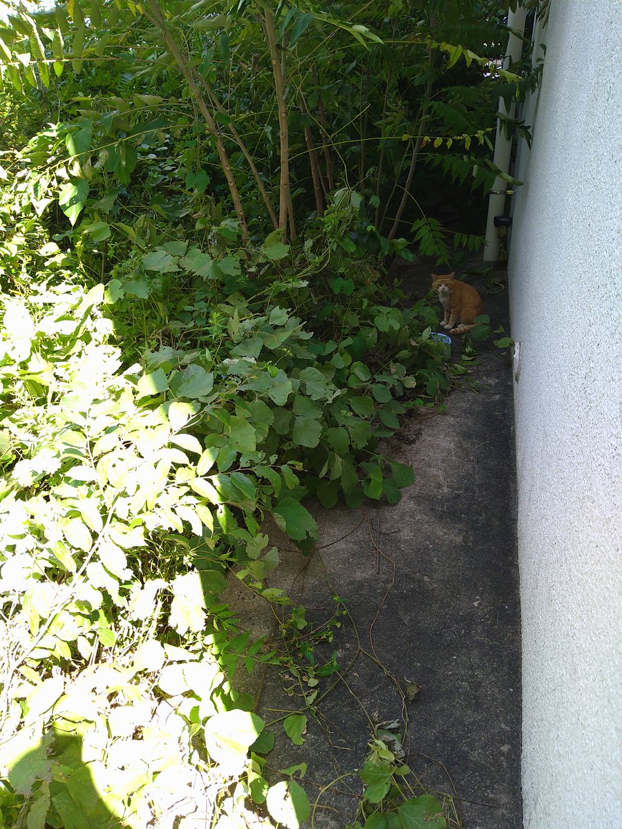 aue_cat's tweet photo. 今日の餌場異常なし！
ちゃパチさんに出会えました！ https://t.co/4YiTwblVQ2