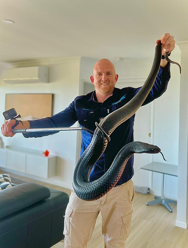 "We actually joked it was probably the only time a snake might even have fat rolls ... it was huge." <a href="/abcnews/">ABC News</a> <a href="/abcbrisbane/">ABC Brisbane</a> #sunshinecoast

ab.co/3C6Xvp7

📸 Sunshine Coast Snake Catchers 24/7