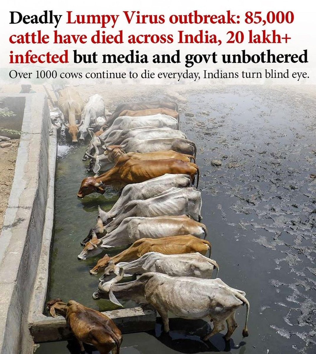 ChaithraBhat4's tweet photo. Cows raised us and it's our duty to be their voice and Save them. 

Requesting both Central and State govts to act accordingly and expedite the Vaccine production process. Cows Need Attention. #SaveCows #SaveCowSaveIndia https://t.co/aBkxHW1vQy