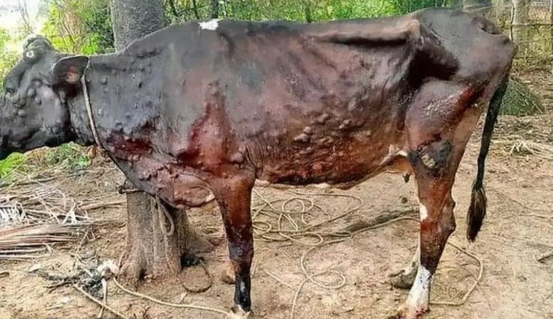 justanshh's tweet photo. From childhood till today, we have been drinking their milk. Now is the time to help them when they need us the most. Be the voice of our voiceless mothers. 

Dear GOI and State Govts  please fast-track the vaccine production. #SaveCows #SaveCowSaveIndia https://t.co/QGYqEjdwn4