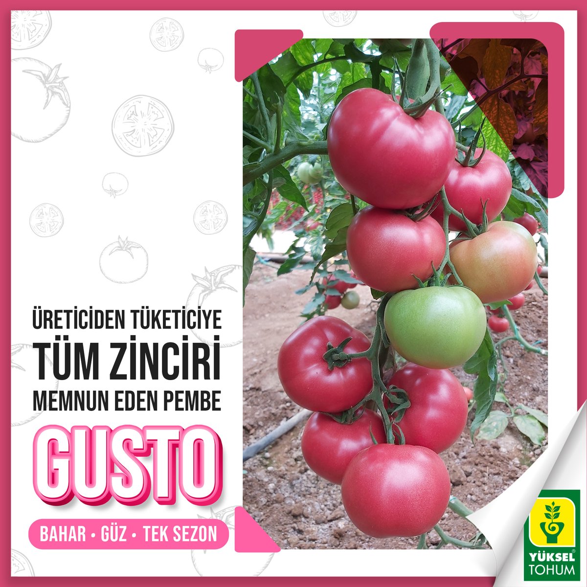 yukseltohum's tweet photo. ÜRETİCİDEN TÜKETİCİYE TÜM ZİNCİRİ MEMNUN EDEN PEMPE
🌟 GUSTO 🌟
✅ Güçlü
✅ Çok Erkenci
✅ Boğum Arası Kısa
✅ Hafif Dilimli, Sert, İri Meyve
✅ Raf Ömrü Uzun
https://t.co/45A0ri8DvN
#TohumIslahSanatı #YerliyizHerYerdeyiz #yerlitohum #yerliüretim #Gustof1 #pembedomates #tohum https://t.co/4orLhR9Ezs