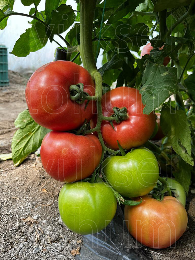 yukseltohum's tweet photo. ÜRETİCİDEN TÜKETİCİYE TÜM ZİNCİRİ MEMNUN EDEN PEMPE
🌟 GUSTO 🌟
✅ Güçlü
✅ Çok Erkenci
✅ Boğum Arası Kısa
✅ Hafif Dilimli, Sert, İri Meyve
✅ Raf Ömrü Uzun
https://t.co/45A0ri8DvN
#TohumIslahSanatı #YerliyizHerYerdeyiz #yerlitohum #yerliüretim #Gustof1 #pembedomates #tohum https://t.co/4orLhR9Ezs