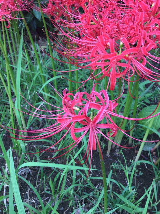 リコリス(彼岸花または曼珠沙華)。同じリコリスの名で呼ばれるマメ科のカンゾウ甘草とは違って毒草なので扱いには要注意です。 