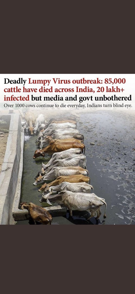 bahekar000's tweet photo. 75000+ cows have died so far. Neither
the govt, nor the media is taking it
seriously. Vaccine production is yet to
begin! #SaveCows https://t.co/ywldPeNOXd