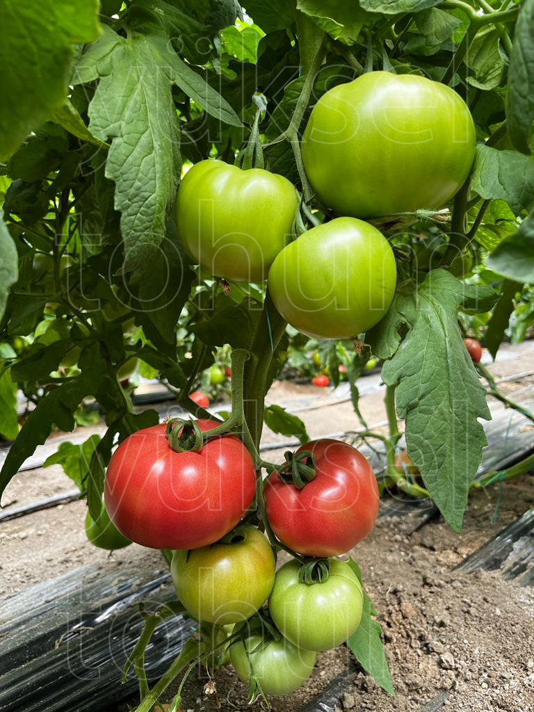 yukseltohum's tweet photo. ÜRETİCİDEN TÜKETİCİYE TÜM ZİNCİRİ MEMNUN EDEN PEMPE
🌟 GUSTO 🌟
✅ Güçlü
✅ Çok Erkenci
✅ Boğum Arası Kısa
✅ Hafif Dilimli, Sert, İri Meyve
✅ Raf Ömrü Uzun
https://t.co/45A0ri8DvN
#TohumIslahSanatı #YerliyizHerYerdeyiz #yerlitohum #yerliüretim #Gustof1 #pembedomates #tohum https://t.co/4orLhR9Ezs