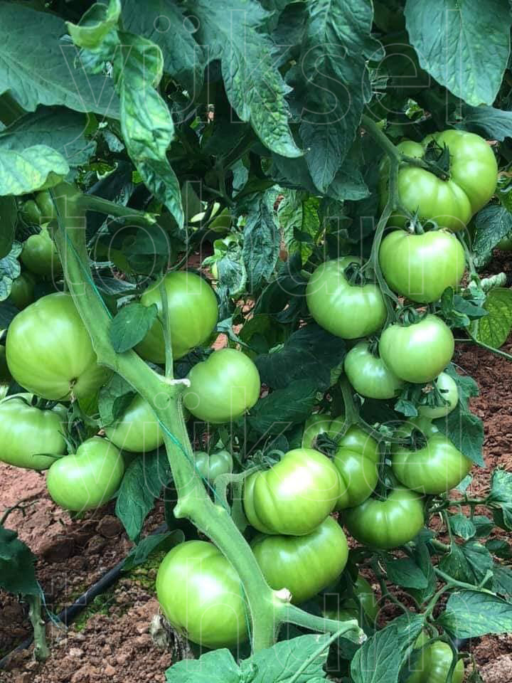 yukseltohum's tweet photo. ÜRETİCİDEN TÜKETİCİYE TÜM ZİNCİRİ MEMNUN EDEN PEMPE
🌟 GUSTO 🌟
✅ Güçlü
✅ Çok Erkenci
✅ Boğum Arası Kısa
✅ Hafif Dilimli, Sert, İri Meyve
✅ Raf Ömrü Uzun
https://t.co/45A0ri8DvN
#TohumIslahSanatı #YerliyizHerYerdeyiz #yerlitohum #yerliüretim #Gustof1 #pembedomates #tohum https://t.co/4orLhR9Ezs