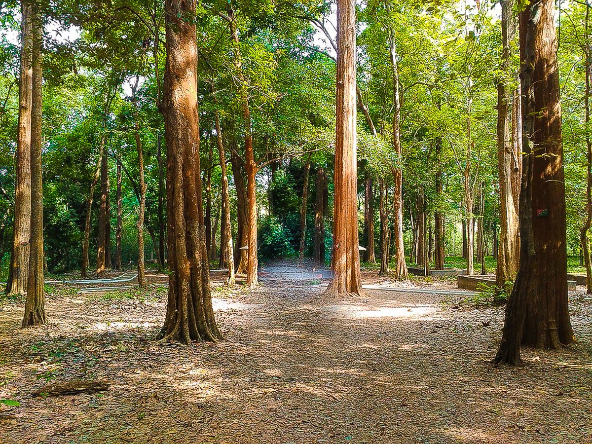 Timeless_Timber's tweet photo. At #TimelessTimber, we are passionate about #sustainabletimberharvesting. Here's one of our Teak farms where we work with local farmers ensuring that our forests are never depleted.
Talk to us today about your project.
#construction #renovation #timbersupplier #furniturenairobi https://t.co/MZZaxInSls