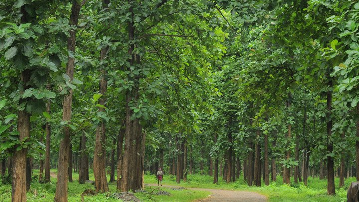 Timeless_Timber's tweet photo. At #TimelessTimber, we are passionate about #sustainabletimberharvesting. Here's one of our Teak farms where we work with local farmers ensuring that our forests are never depleted.
Talk to us today about your project.
#construction #renovation #timbersupplier #furniturenairobi https://t.co/MZZaxInSls