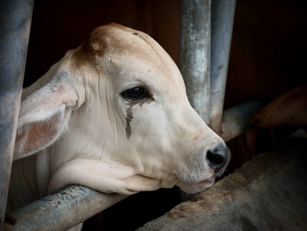 Samriddhi_12's tweet photo. Due to the lumpy virus, lakhs of Gau Matas have lost their lives. There are a lot of farmers who earn their livelihood by selling milk. If someone’s all Gau Matas die, where will he go? So these (dead cows) should be counted and the farmers be given compensation.

#SaveCows 🥺❤️ https://t.co/W2gD6bXbiO