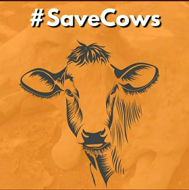 Rajput_Ramesh's tweet photo. Dear @peta @PetaIndia my simple question

Do you consider COW as animal?

Please answer I am waiting, dont duck the question #SaveCows https://t.co/GY951OaOcS
