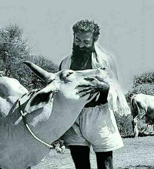 Om_Tusharr's tweet photo. #SaveCows
#SaveCows
#SaveCowSaveIndia
A Mother who raised us from a Small Kid to a Strong Man is now in Danger. She needs our help. Don't be ashamed to be Voice of Voiceless Gau Matas.
Dear GOI please take quick steps for Save our Gau mata  @PMOIndia @narendramodi https://t.co/L6OKdG2Swy