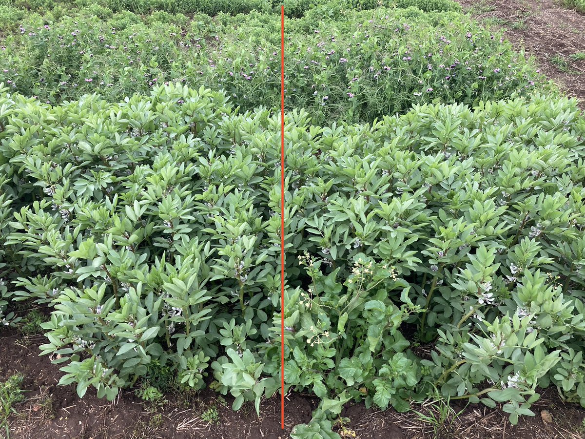Overwatch + Terrain (left) a very safe and very effective combo in Faba Beans &amp; Field Peas. Terrain helps pick up the brassica weeds that Overwatch lets through &amp; adds a bit of extra annual ryegrass activity.