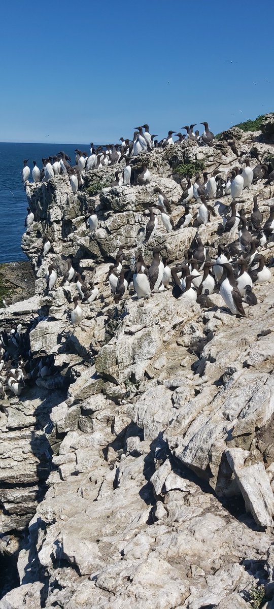 Jon Green (@jon_seabirds) on Twitter photo Hiring 3yr #postdoc for our project on #seabird foraging, diet, energetics & habitat use in context of #renewables. Collaboration with @LineCordes @jjwaggitt. Options to work <a href="/BangorUni/">Bangor University</a> & <a href="/LivUni/">University of Liverpool</a>. Deadline 13/10/22. Start 1/2/23. PM/email me for chat. tinyurl.com/yckzc9hs Hiring 3yr #postdoc for our project on #seabird foraging, diet, energetics & habitat use in context of #renewables. Collaboration with @LineCordes @jjwaggitt. Options to work <a href="/BangorUni/">Bangor University</a> & <a href="/LivUni/">University of Liverpool</a>. Deadline 13/10/22. Start 1/2/23. PM/email me for chat. tinyurl.com/yckzc9hs
