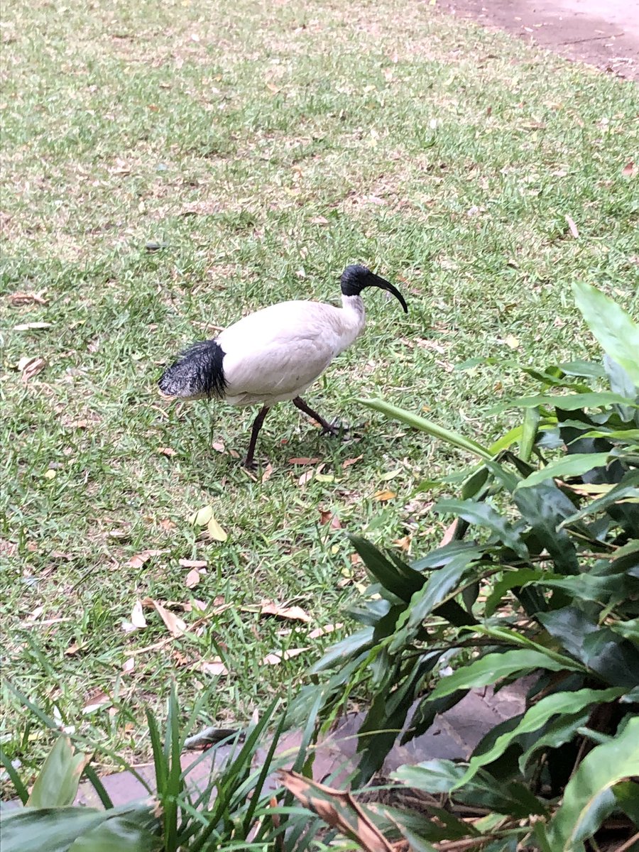 bart_noe's tweet photo. ๐Sydney - Day 1 โ
#vlogstralia ๐ฆ๐บ https://t.co/GM1udEO9mo