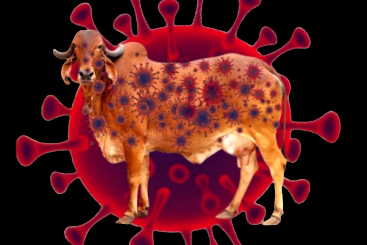 sleeping9panda's tweet photo. #Savemothercow from #LumpyVirus https://t.co/33kUOzroeU