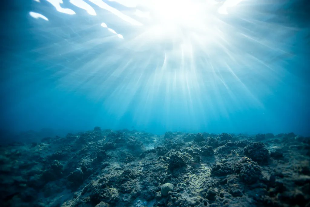 Happy #Humpday This performance with Carla Rees is inspired by an imaginary deep-sea journey of a nautilus mollusc, as it navigates coral reefs & deep-water trenches in the ocean Watch here👉 buff.ly/3RS0ffj #bassflute #sounddesign Nautilus:buff.ly/37bSfUu