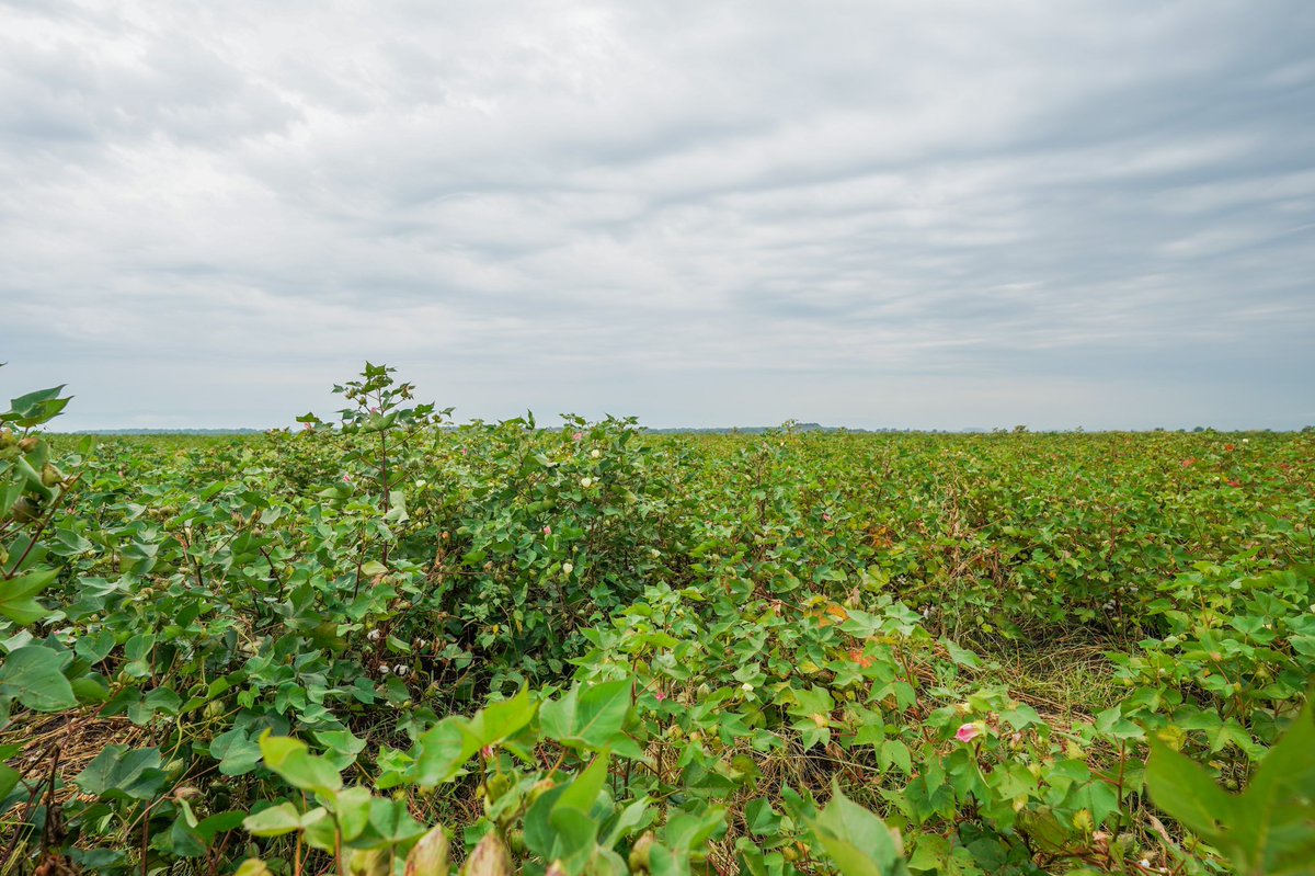 AbiyAhmedAli's tweet photo. Identifying potential around us is essential. 20,000 hectares of cotton in middle awash is a new reality for an area in the Afar region that was once prone to flooding. Similarly the fruit potential of the area is being untapped though enhanced irrigation systems. https://t.co/Of485mBf0J