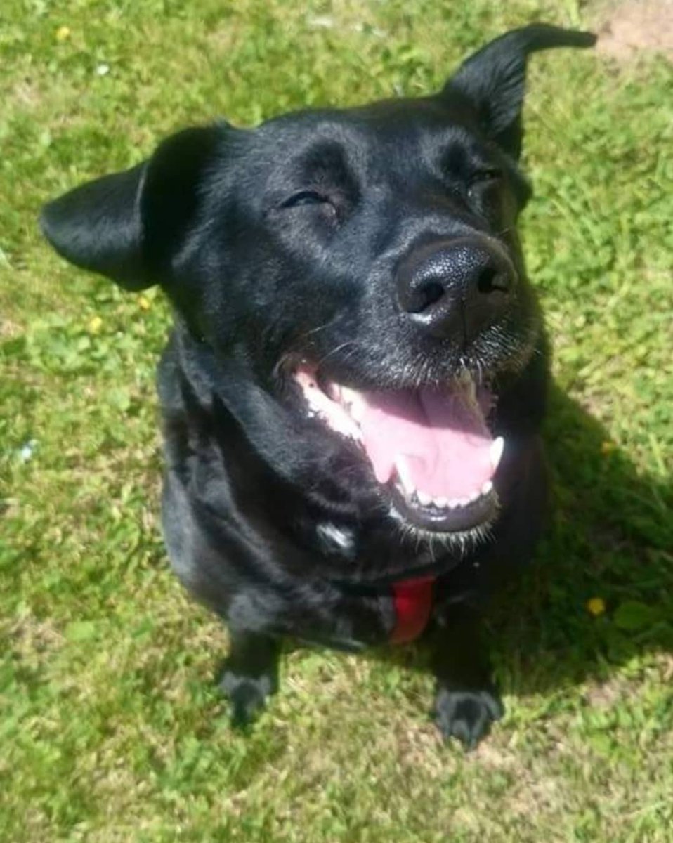 earperlez's tweet photo. I got told that as sad as this sounds, life goes on.I got asked why she was my Souldog.
I can only say that after 12yrs together,after saving my Life,my Heart &amp; Soul, she was the,yes,Love of my Life.She was the one ❤️
Life doesn't go on,it stopped,it just stopped without her.🤷‍♀️💔 https://t.co/tRCzTvbAuc