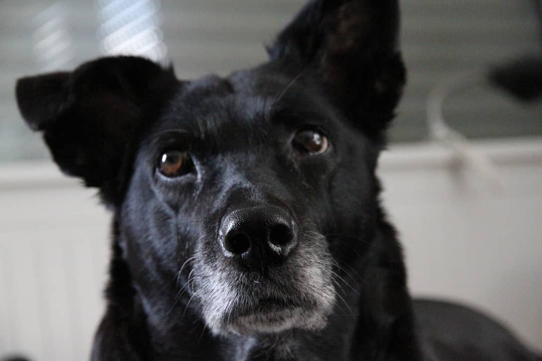 earperlez's tweet photo. I got told that as sad as this sounds, life goes on.I got asked why she was my Souldog.
I can only say that after 12yrs together,after saving my Life,my Heart &amp; Soul, she was the,yes,Love of my Life.She was the one ❤️
Life doesn't go on,it stopped,it just stopped without her.🤷‍♀️💔 https://t.co/tRCzTvbAuc