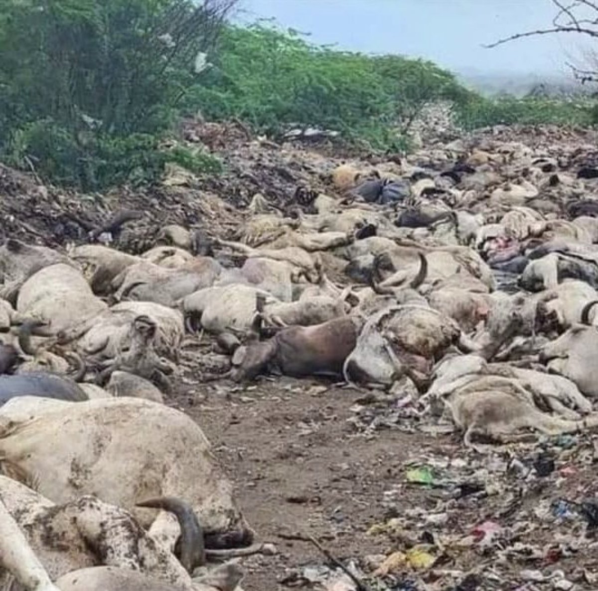 GowthamyCh's tweet photo. #savecows 🙏🏻 https://t.co/pPT9BsVYCE