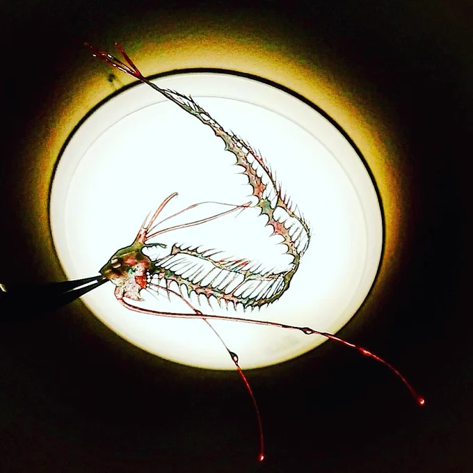 透明標本風リュウグウノツカイ久々に制作開始右側の画像は過去作参考資料が少ないので半分以上はイメージ仕上げになります受注優先作品ですのでイベントタグはなしです 