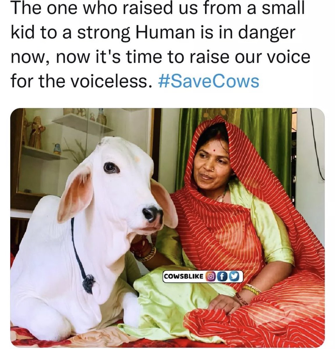 GowthamyCh's tweet photo. #savecows 🙏🏻 https://t.co/gaeJ32Vatg