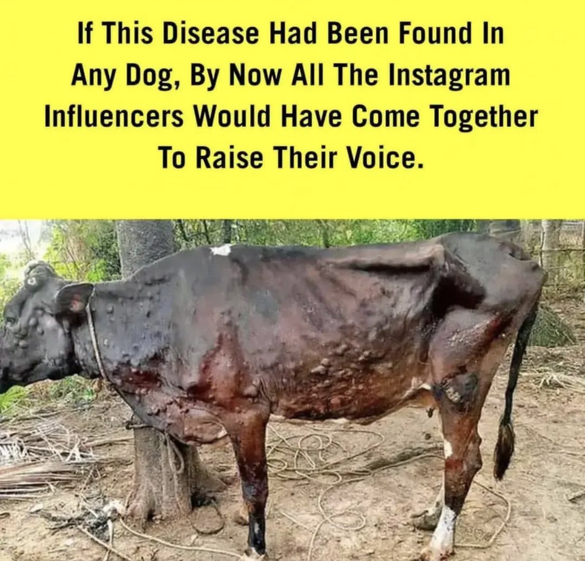 GowthamyCh's tweet photo. Cow or dog anything are our domestic friends. Let’s pray for them 🙏🏻🥺 #savecows #GauMaataBachao @narendramodi @AmitShah https://t.co/huoxgpZQqv