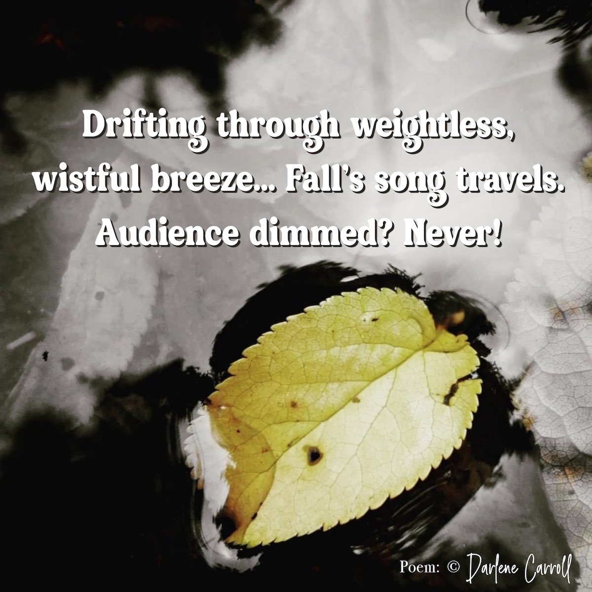 dajc_thoughts's tweet photo. Drifting through weightless,
wistful breeze… Fall’s song travels.
Audience dimmed? Never!
by: Darlene Carroll
#autumn #fallsong #season #haikupoetry #haiku #words #poeticplayground #fall #haikuofinstagram https://t.co/XIDVeEpDND
