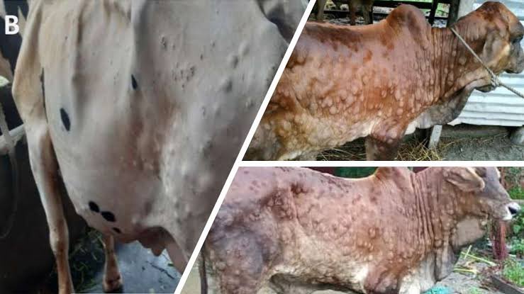 GowthamyCh's tweet photo. Their life is more about doing good to humans than to their own species.! They work for us, they are our friends, they do infinity good to us. Let’s join our hands for them today and let govt notice and provide a Solution to this nightmare 🥺 #savecows #GauMaataBachao @AmitShah https://t.co/qPuTbBC6hV