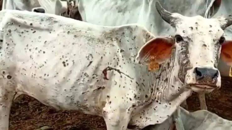 GowthamyCh's tweet photo. Poor souls 🥺 they need us to stand by them now! #savecows #GauMaataBachao #SaveCowSaveRajasthan #SaveCowSaveVillages #SaveCowSaveIndia 
@narendramodi @AmitShah https://t.co/7SC1DXlzYa