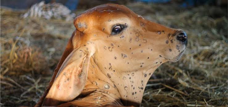 GowthamyCh's tweet photo. Night mare to whole India #savecows #SaveCowSaveRajasthan #GauMaataBachao @narendramodi @AmitShah https://t.co/2TW0ex6vER