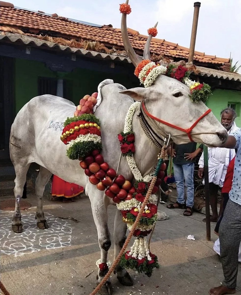 GowthamyCh's tweet photo. #savecows #GauMaataBachao #SaveCowSaveVillages https://t.co/wxsmUkpdd2