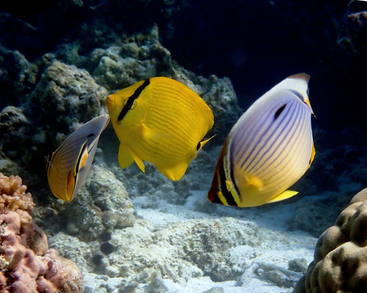 A Yellow butterflyfish, Chaetadon andamanensis out looking for polyps with a pair of Pinstripe Butterflyfish, Chaetadon trifasciatus. 📷 Olympus TG6 #fintasticbeasts #underwaterphotography #butterflyfish #maldives