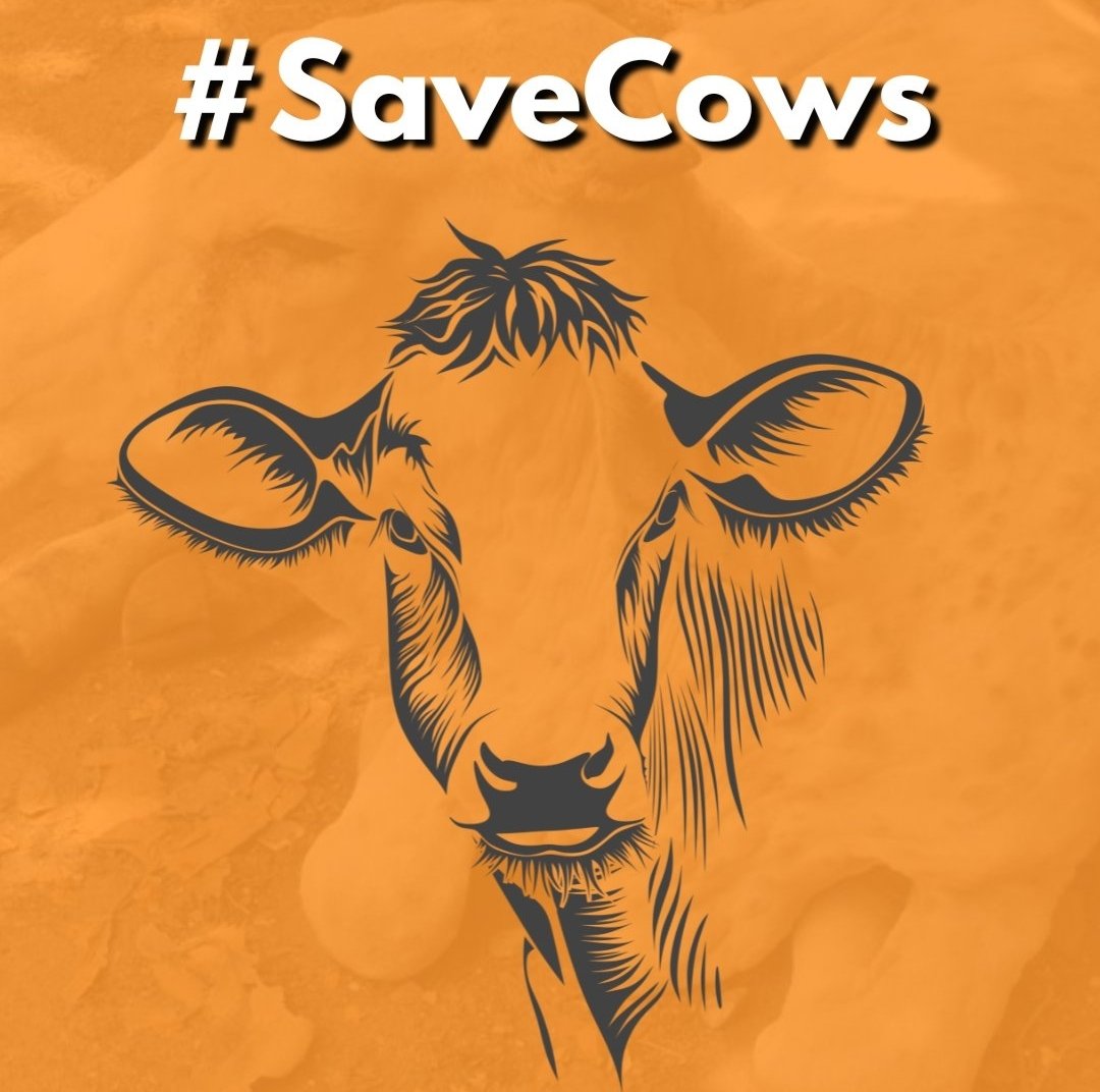 SalianAshu's tweet photo. #SaveCows &amp; other cattle from lumpy skin disease.

India should fight against lumpy skin disease on a war footing.

Jai #Gowmatha ❤️ https://t.co/fP6GCoPn02