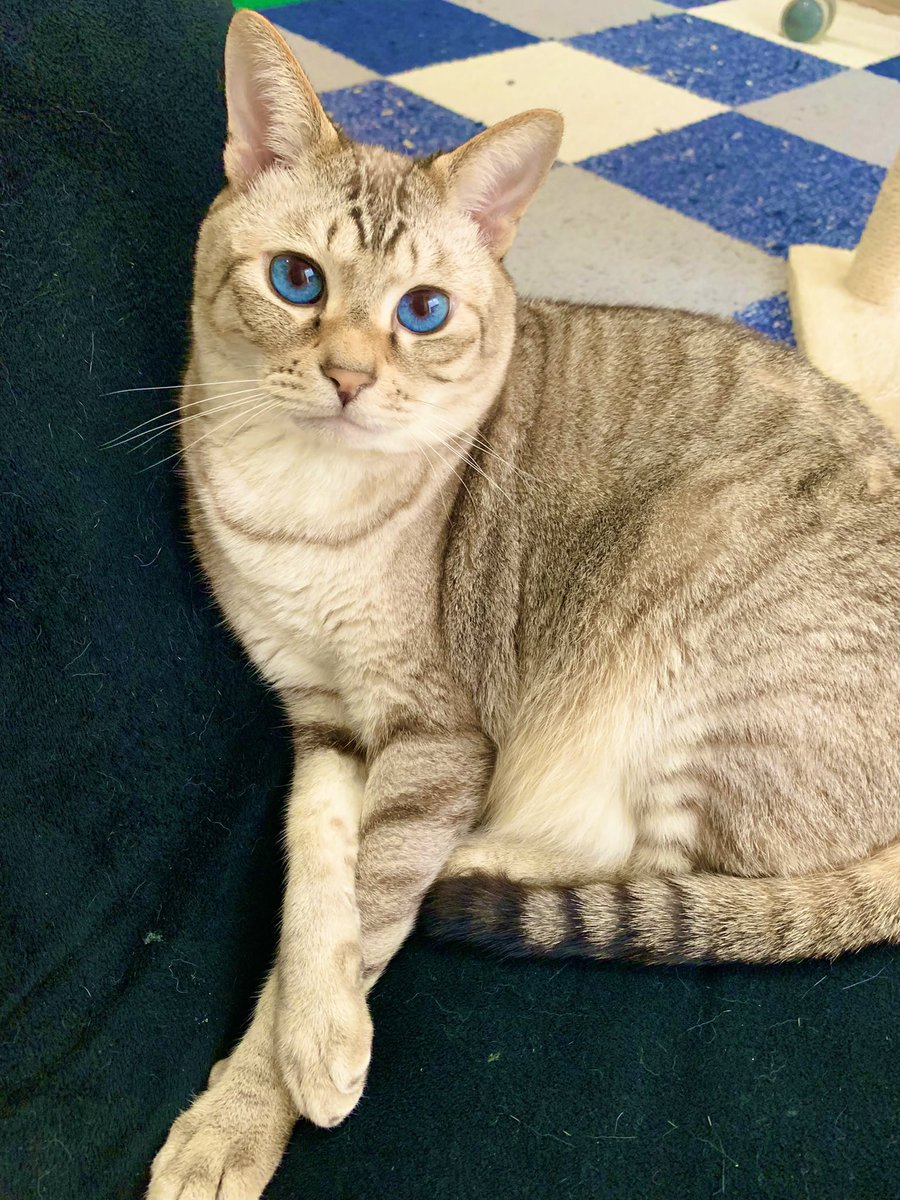 座椅子で休憩ルイス君☕️

#猫 #cat #猫のいる暮らし