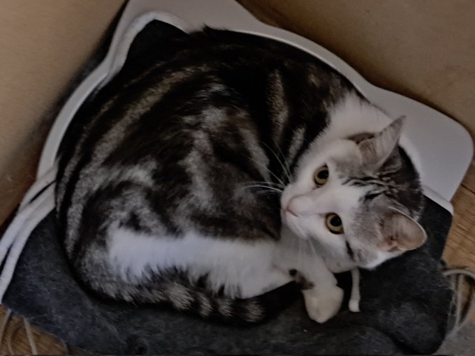 うちの前を通る子供たちが「猫ちゃーん!」て呼ぶけど猫は呼んでも来ないんだよ……「は?」みたいな顔してるし 