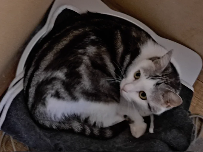 うちの前を通る子供たちが「猫ちゃーん!」て呼ぶけど猫は呼んでも来ないんだよ……「は?」みたいな顔してるし 